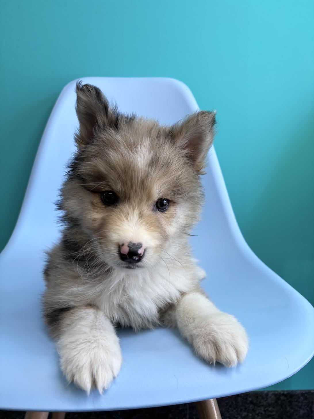 埼玉県のハーフ犬・ミックス犬 (ペッツスマイル加須インター店/2026年1月30日生まれ/男の子/ブルーマール)の子犬の3枚目の画像