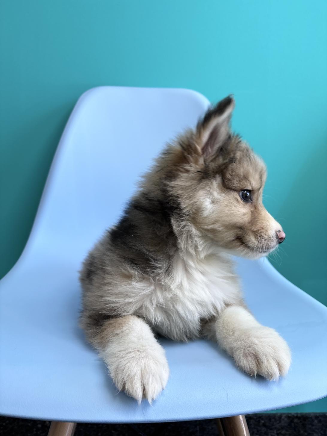 埼玉県のハーフ犬・ミックス犬 (ペッツスマイル加須インター店/2026年1月30日生まれ/男の子/ブルーマール)の子犬の4枚目の画像