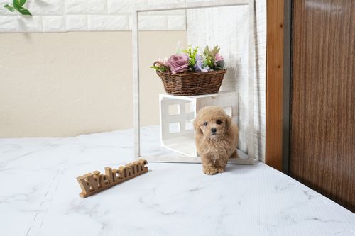 滋賀県のトイプードル(タイニー) (いっぷく湖南店/2025年9月30日生まれ/女の子/レッドフォーン)の子犬の1枚目の画像