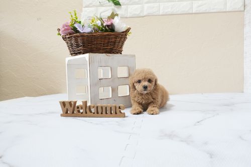 滋賀県のトイプードル(タイニー) (いっぷく湖南店/2025年9月30日生まれ/女の子/レッドフォーン)の子犬の2枚目の画像