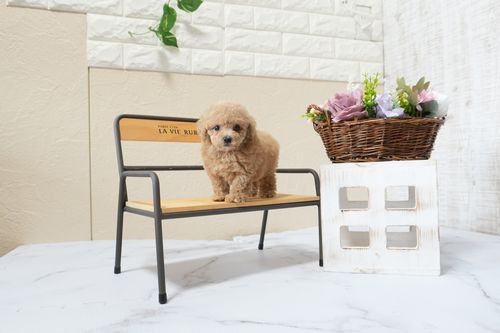 滋賀県のトイプードル(タイニー) (いっぷく湖南店/2025年9月30日生まれ/女の子/レッドフォーン)の子犬の3枚目の画像