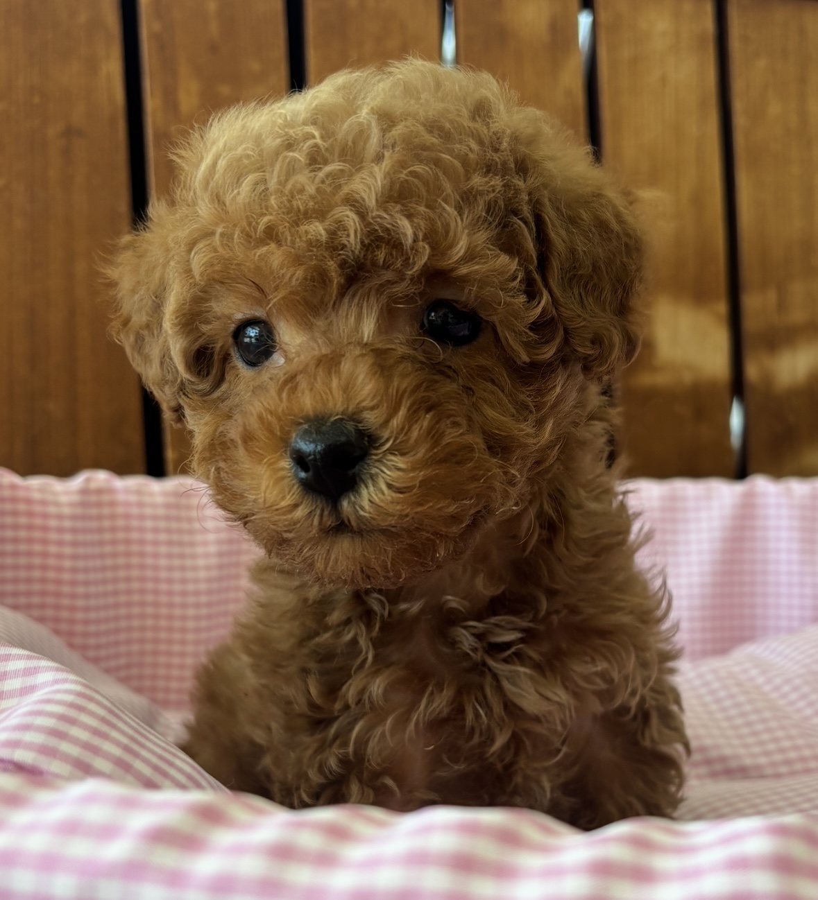 佐賀県のヨープー(ヨークシャーテリア×プードル) (スタードッグス新鳥栖店/2026年1月21日生まれ/男の子/レッド)の子犬の1枚目の画像