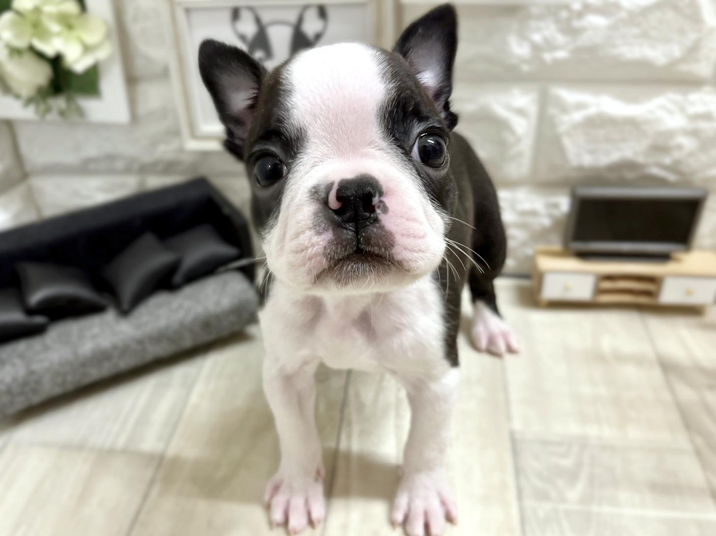 和歌山県のボストンテリア (DOGMAN和歌山中之島店/2025年10月16日生まれ/女の子/ボストンカラー)の子犬の1枚目の画像