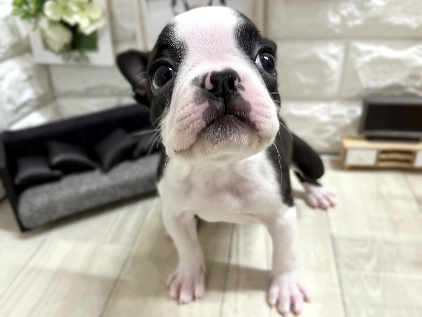 和歌山県のボストンテリア (DOGMAN和歌山中之島店/2025年10月16日生まれ/女の子/ボストンカラー)の子犬の2枚目の画像