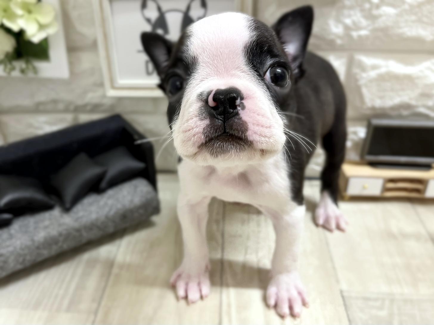 和歌山県のボストンテリア (DOGMAN和歌山中之島店/2025年10月16日生まれ/女の子/ボストンカラー)の子犬の3枚目の画像