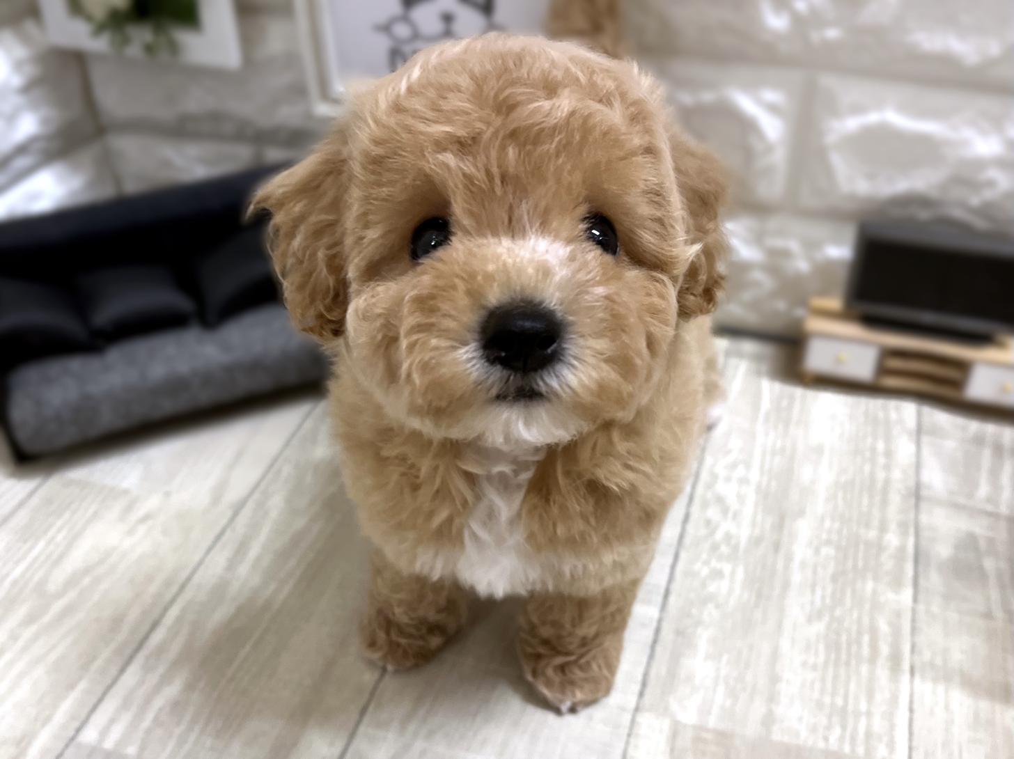 大阪府のビションプー(ビションフリーゼ×プードル) (DOGMAN平野瓜破店/2026年3月2日生まれ/女の子/クリーム)の子犬の1枚目の画像