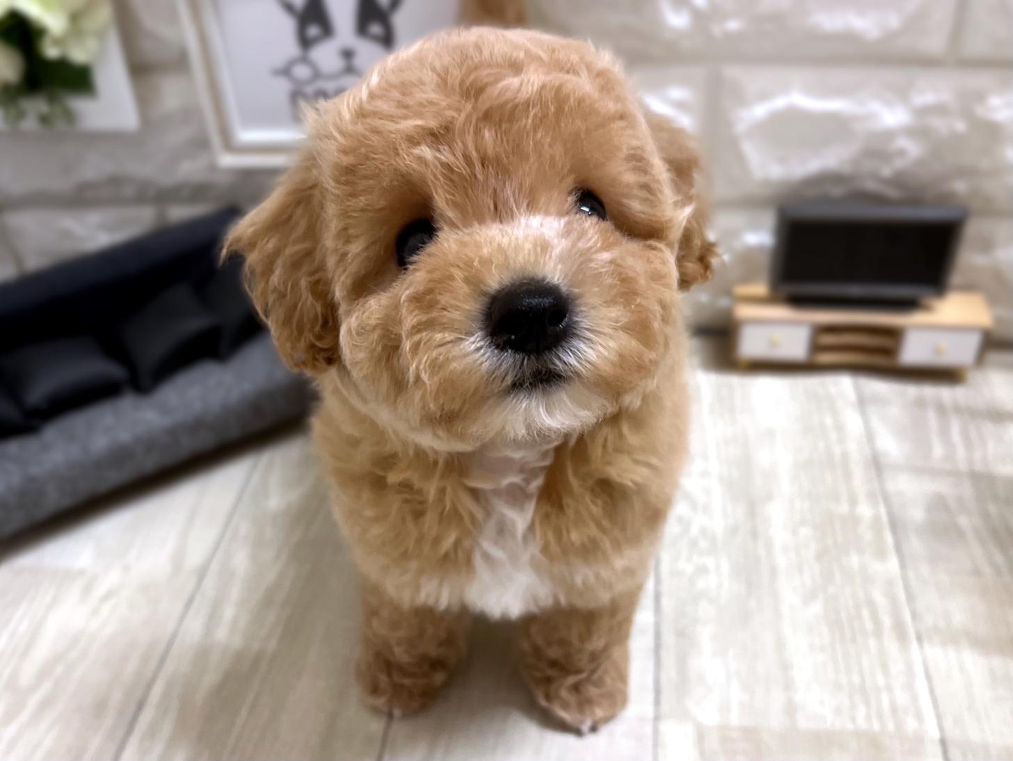 大阪府のビションプー(ビションフリーゼ×プードル) (DOGMAN平野瓜破店/2026年3月2日生まれ/女の子/クリーム)の子犬の2枚目の画像