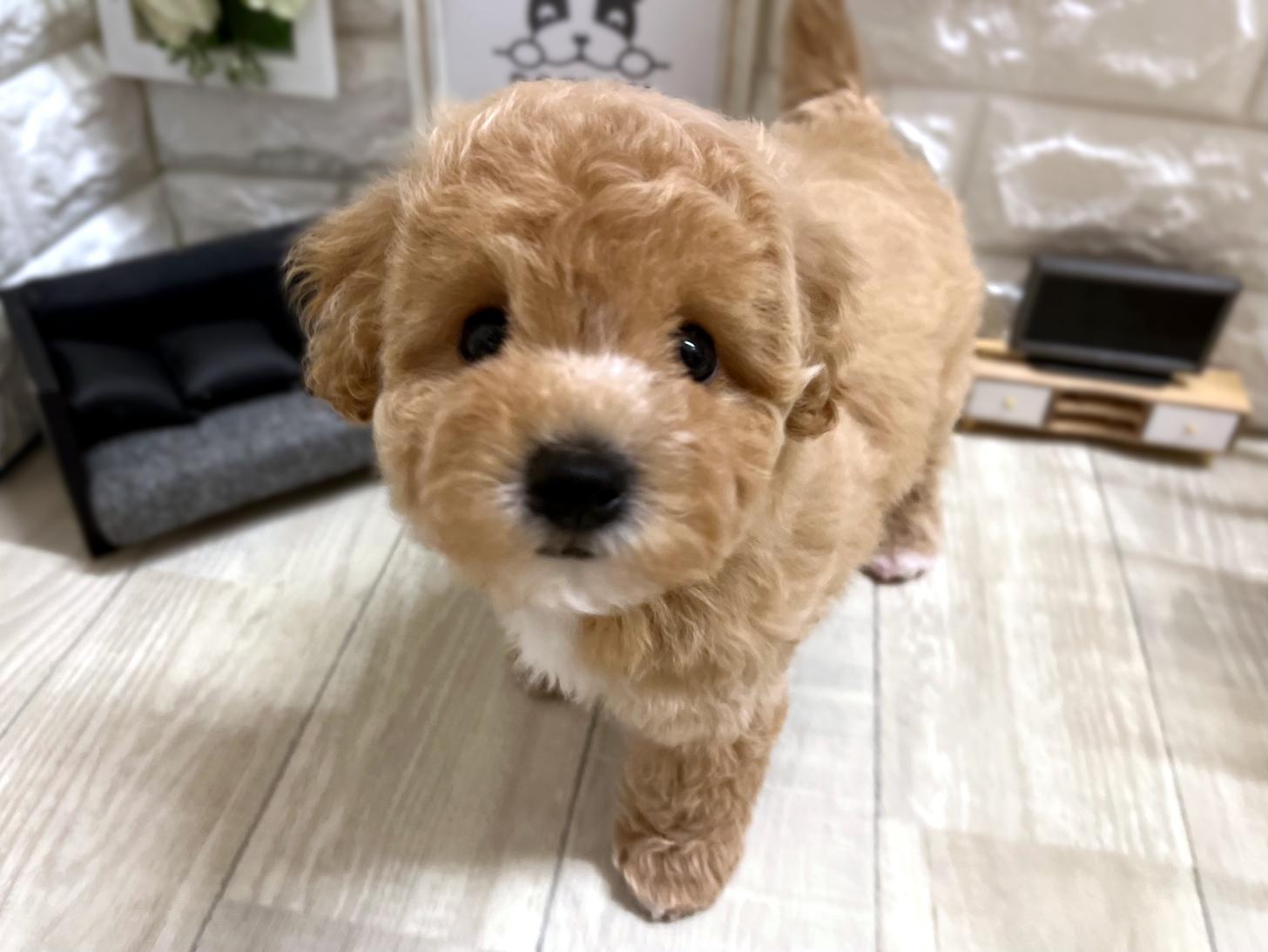 大阪府のビションプー(ビションフリーゼ×プードル) (DOGMAN平野瓜破店/2026年3月2日生まれ/女の子/クリーム)の子犬の3枚目の画像