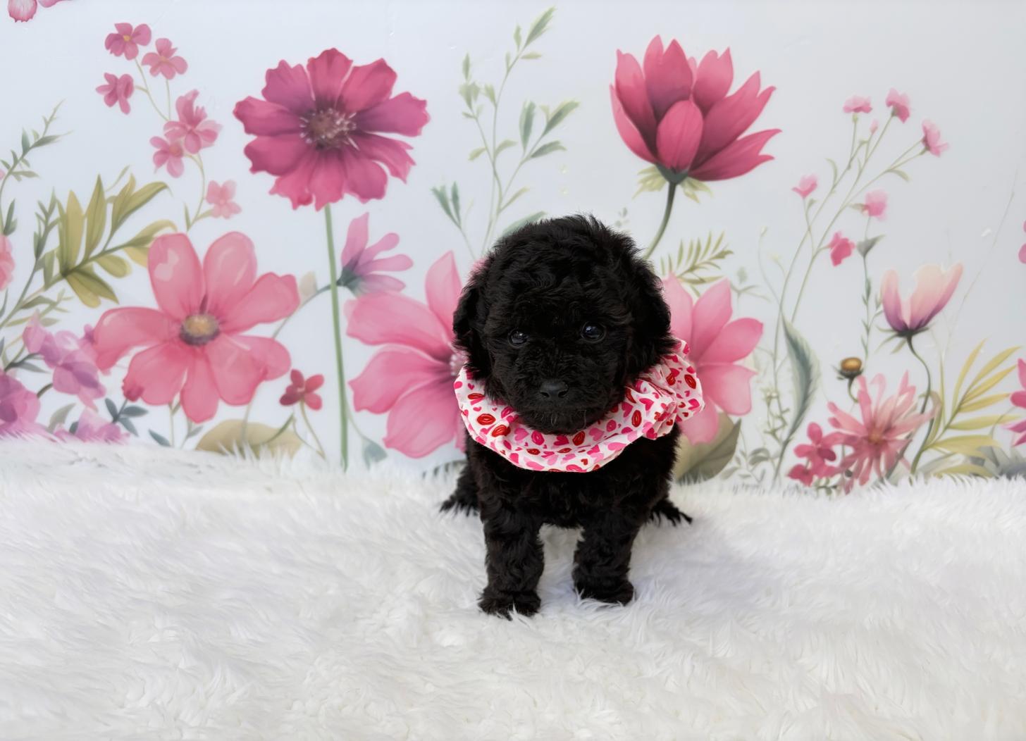 福岡県のトイプードル(ティーカップ) (ぱぴぷぺっと福岡店/2026年1月31日生まれ/女の子/シルバー)の子犬の1枚目の画像