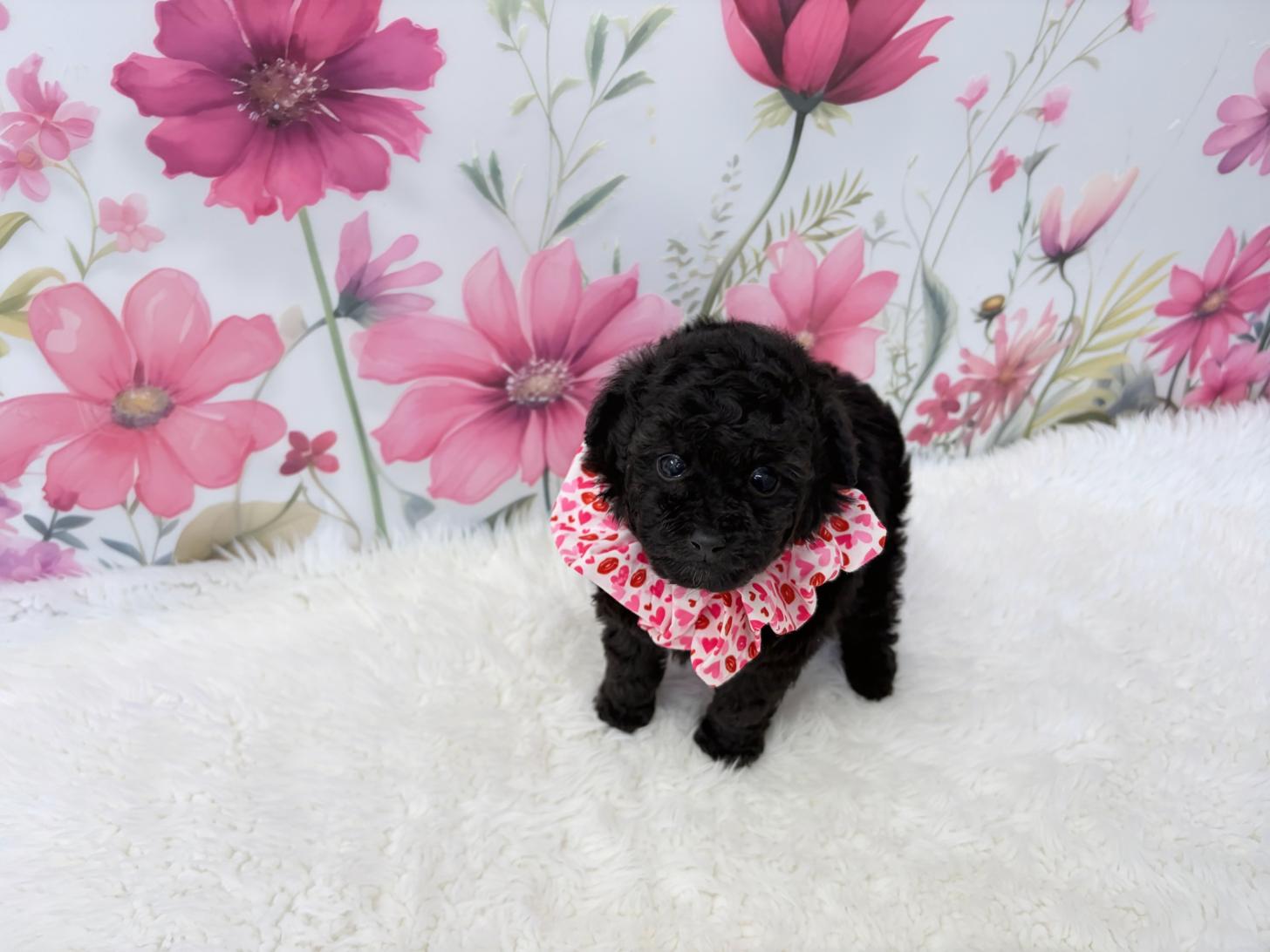 福岡県のトイプードル(ティーカップ) (ぱぴぷぺっと福岡店/2026年1月31日生まれ/女の子/シルバー)の子犬の2枚目の画像