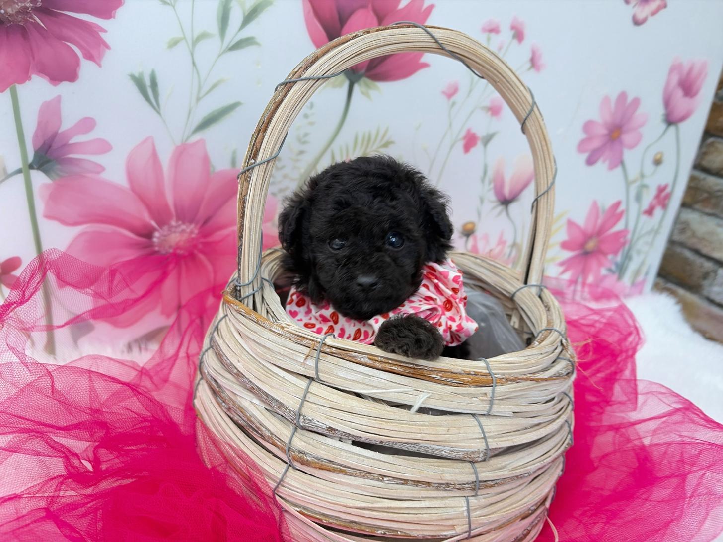 福岡県のトイプードル(ティーカップ) (ぱぴぷぺっと福岡店/2026年1月31日生まれ/女の子/シルバー)の子犬の3枚目の画像