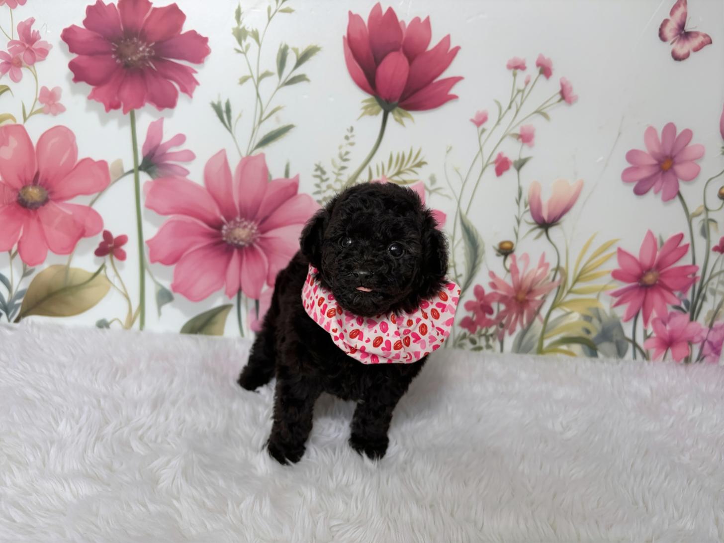 福岡県のトイプードル(ティーカップ) (ぱぴぷぺっと福岡店/2026年1月31日生まれ/女の子/シルバー)の子犬の4枚目の画像