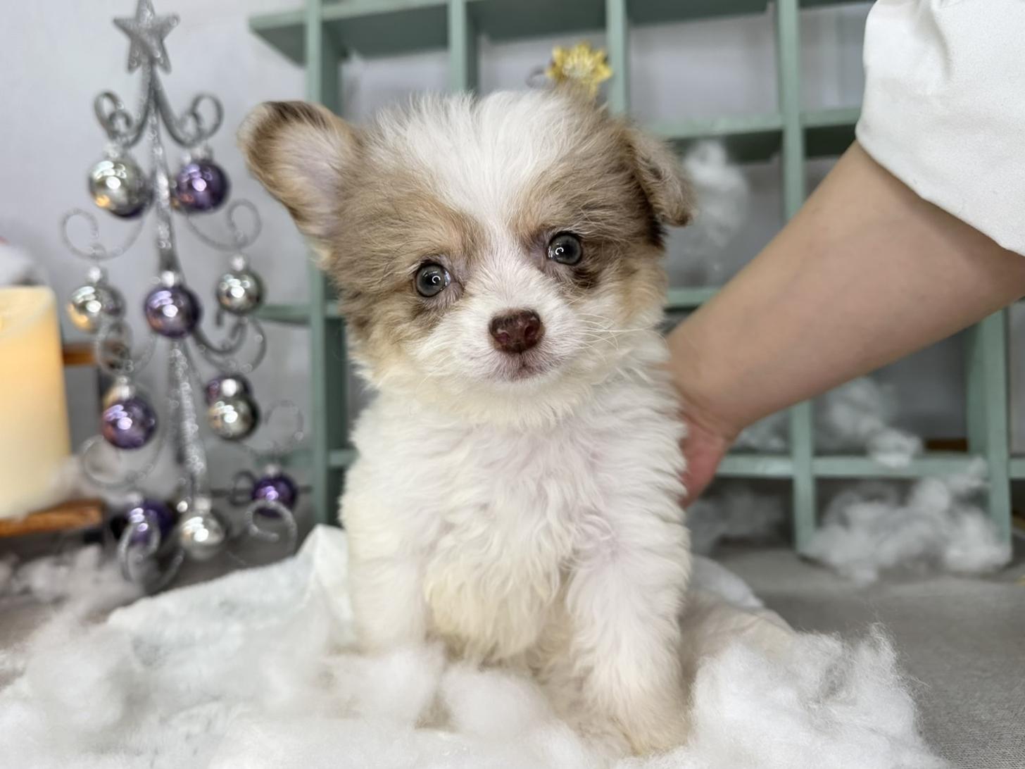 北海道のチワプー/プーチー(チワワ×プードル) (ラブワンコ カインズ大曲店/2025年10月13日生まれ/男の子/チョコレートフォーン&ホワイト系)の子犬の1枚目の画像