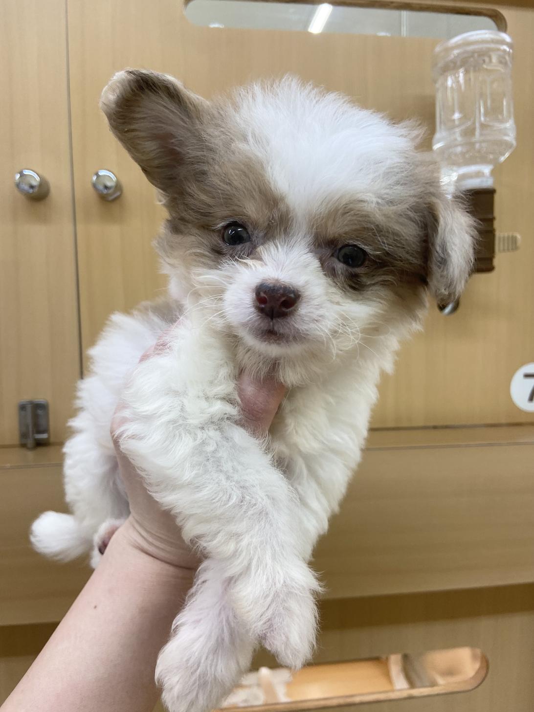 北海道のチワプー/プーチー(チワワ×プードル) (ラブワンコ カインズ大曲店/2025年10月13日生まれ/男の子/チョコレートフォーン&ホワイト系)の子犬の2枚目の画像