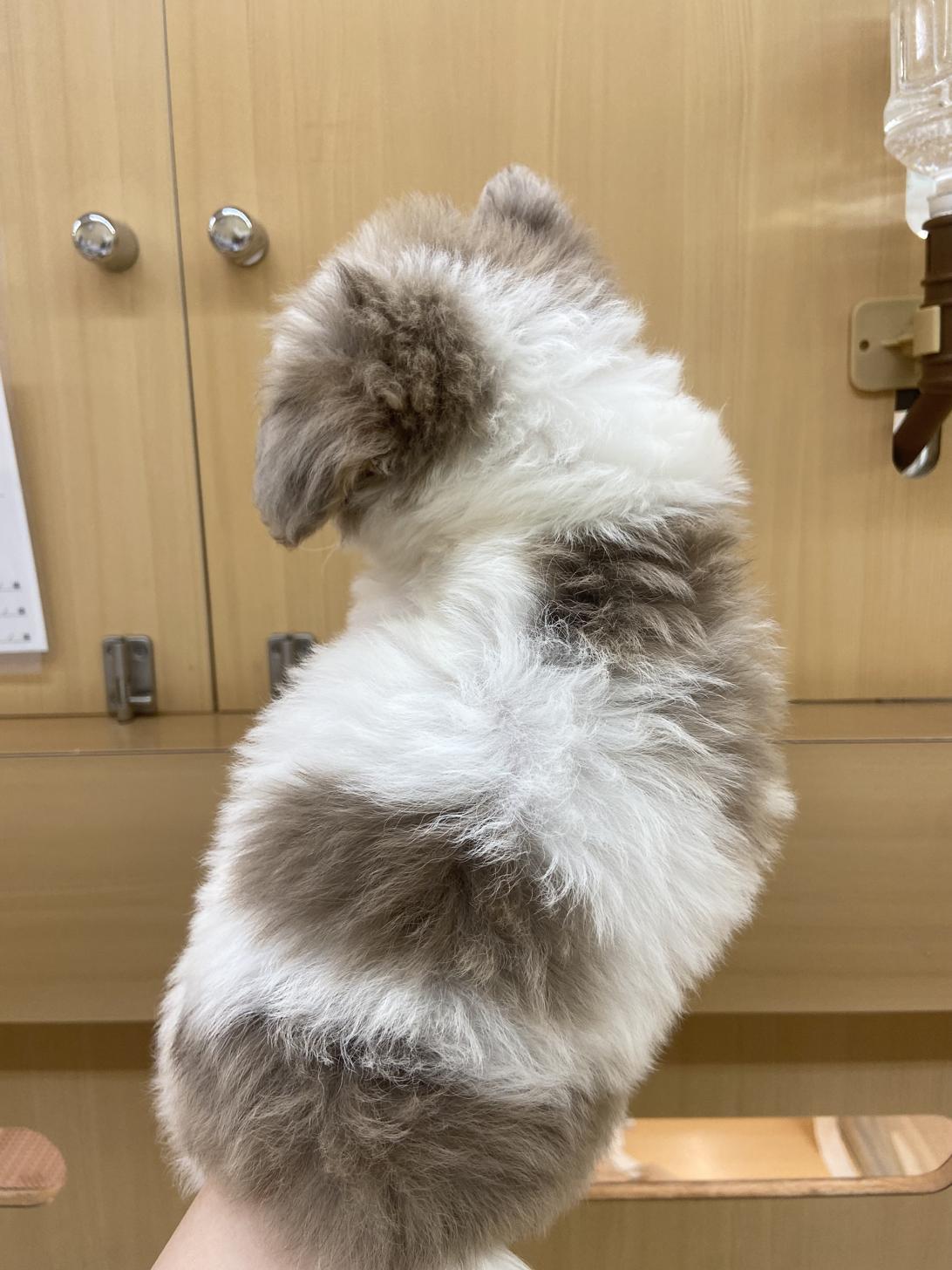 北海道のチワプー/プーチー(チワワ×プードル) (ラブワンコ カインズ大曲店/2025年10月13日生まれ/男の子/チョコレートフォーン&ホワイト系)の子犬の3枚目の画像