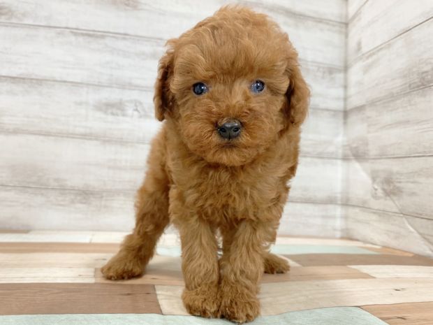 新潟県のトイプードル(トイ) (竹内ペット 新津本店/2025年12月20日生まれ/女の子/レッド)の子犬の1枚目の画像