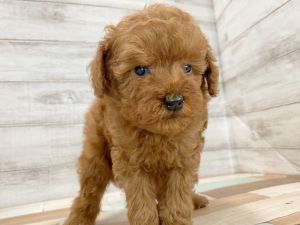 新潟県のトイプードル(トイ) (竹内ペット 新津本店/2025年12月20日生まれ/女の子/レッド)の子犬の3枚目の画像