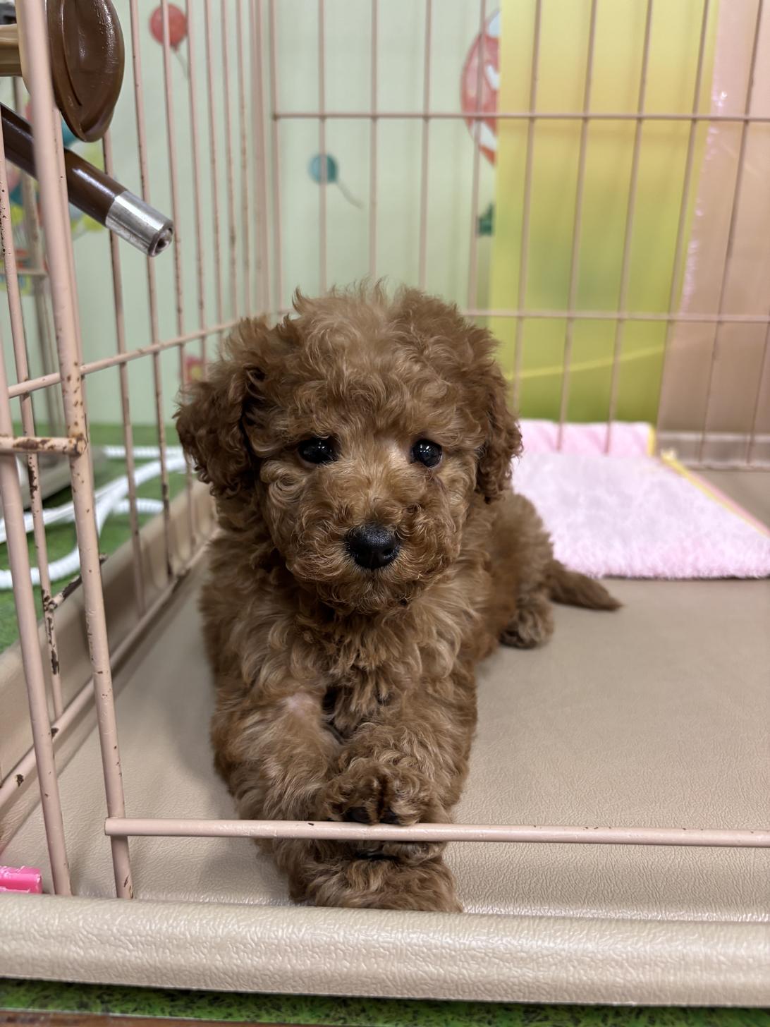 愛知県のトイプードル(タイニー) (子いぬの足あと/2025年10月10日生まれ/女の子/レッド)の子犬