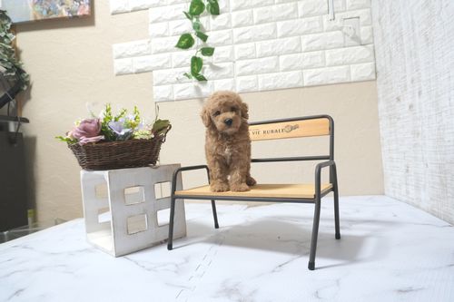 滋賀県のトイプードル(タイニー) (いっぷく湖南店/2025年11月10日生まれ/男の子/オレンジフォーン)の子犬の3枚目の画像