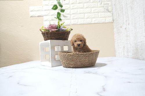 滋賀県のトイプードル(タイニー) (いっぷく湖南店/2025年11月10日生まれ/男の子/オレンジフォーン)の子犬の4枚目の画像