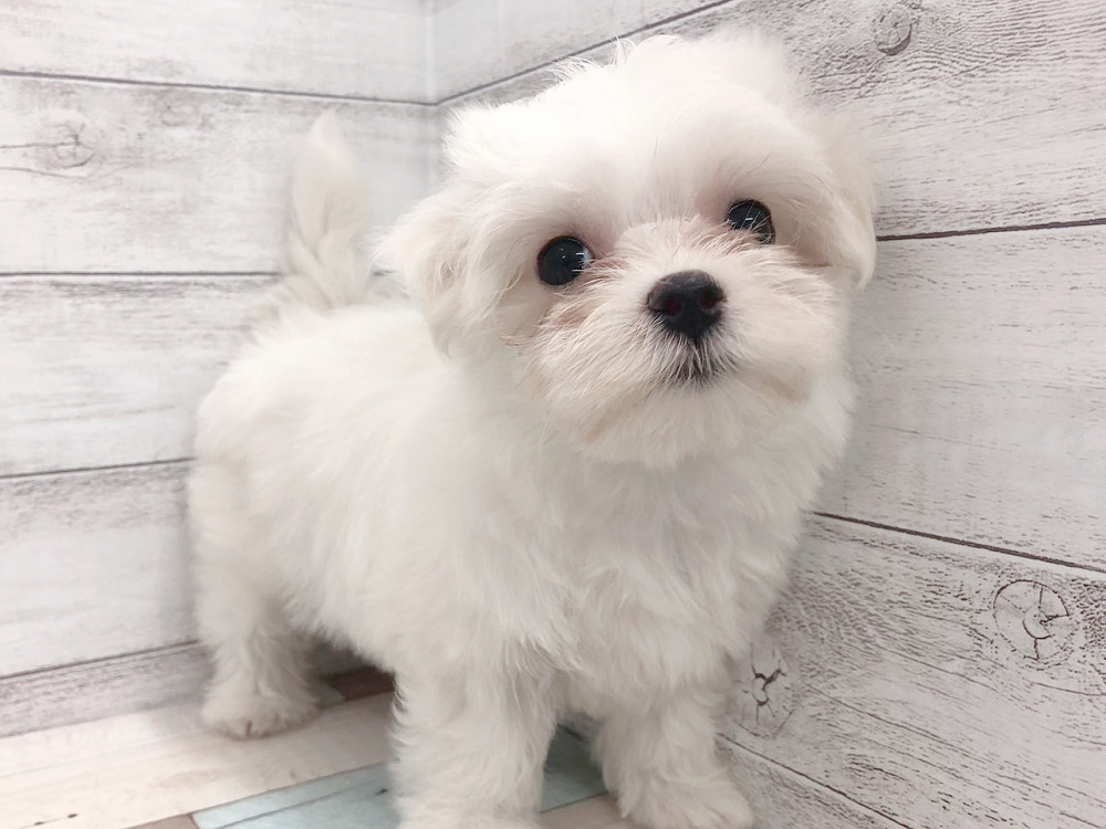 新潟県のマルチーズ (竹内ペット 白根店/2026年6月4日生まれ/女の子/ホワイト)の子犬の3枚目の画像