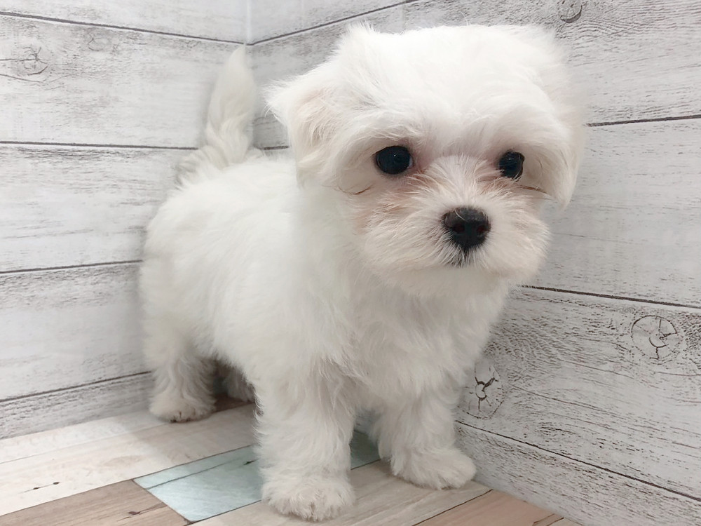 新潟県のマルチーズ (竹内ペット 白根店/2026年6月4日生まれ/女の子/ホワイト)の子犬の4枚目の画像