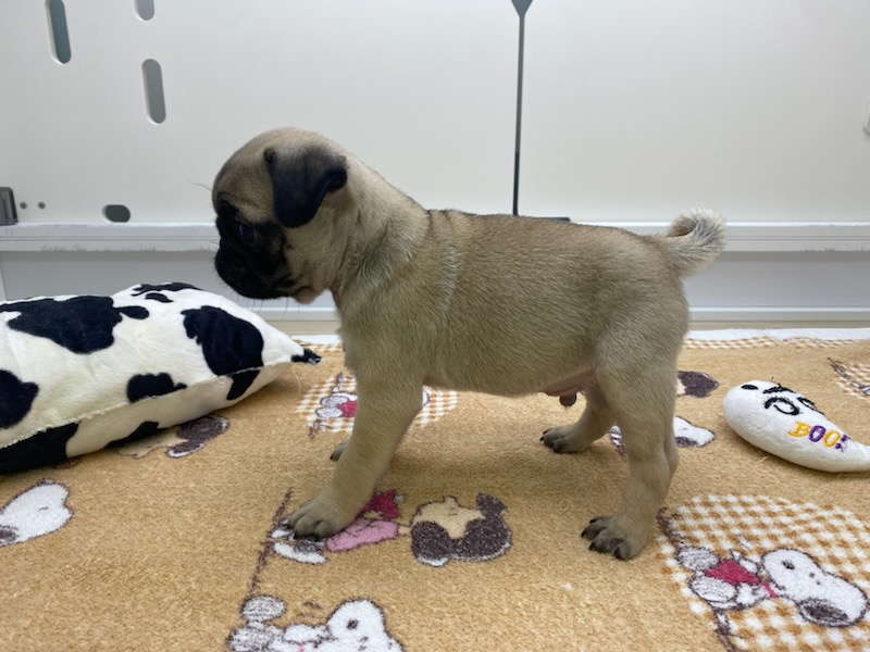 宮城県のパグ (ズーズーカンパニー 八乙女店/2025年3月1日生まれ/男の子/フォーン)の子犬の3枚目の画像