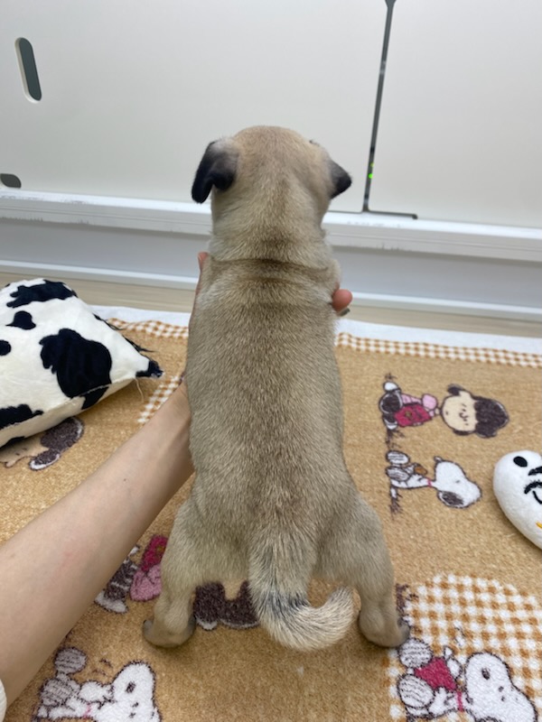 宮城県のパグ (ズーズーカンパニー 八乙女店/2025年3月1日生まれ/男の子/フォーン)の子犬の4枚目の画像