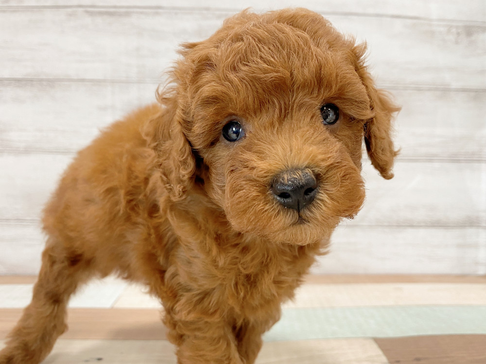 新潟県のトイプードル(トイ) (竹内ペット 新津本店/2026年5月16日生まれ/男の子/レッド)の子犬の1枚目の画像