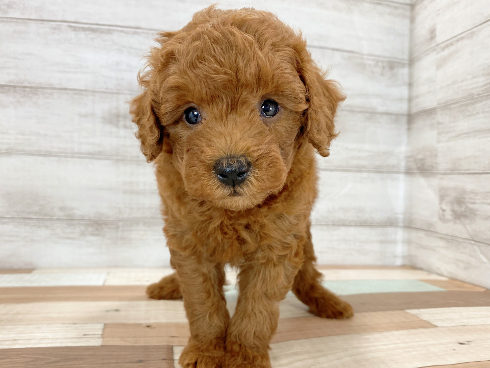 新潟県のトイプードル(トイ) (竹内ペット 新津本店/2026年5月16日生まれ/男の子/レッド)の子犬の2枚目の画像
