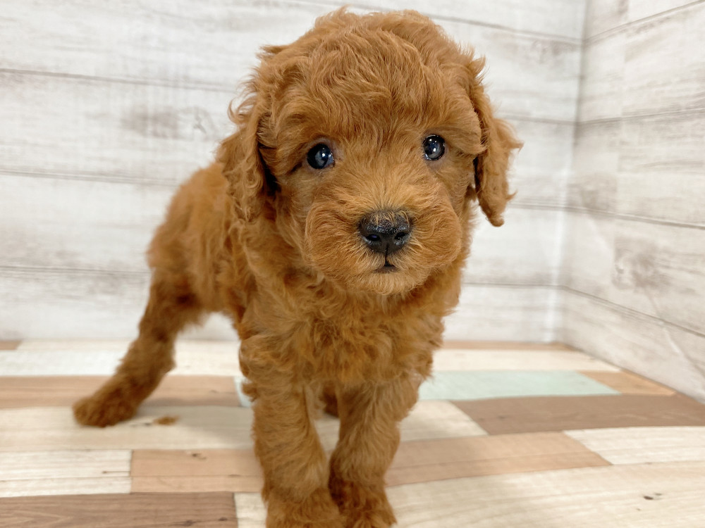 新潟県のトイプードル(トイ) (竹内ペット 新津本店/2026年5月16日生まれ/男の子/レッド)の子犬の3枚目の画像