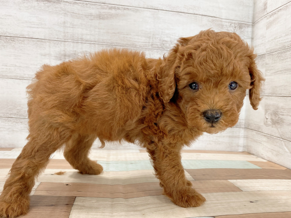 新潟県のトイプードル(トイ) (竹内ペット 新津本店/2026年5月16日生まれ/男の子/レッド)の子犬の4枚目の画像