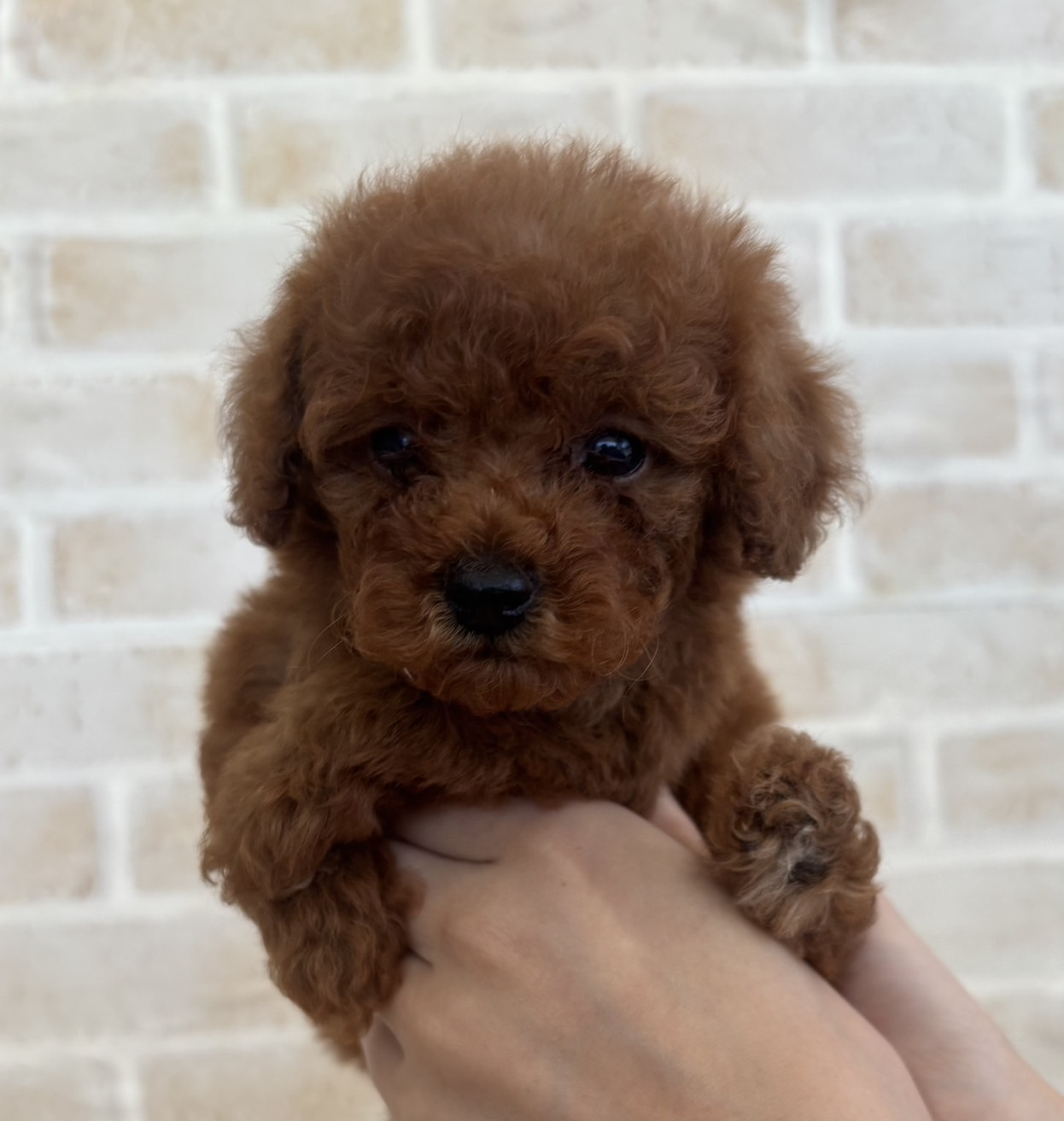 佐賀県のトイプードル(トイ) (スタードッグス新鳥栖店/2026年8月12日生まれ/女の子/レッド)の子犬の1枚目の画像
