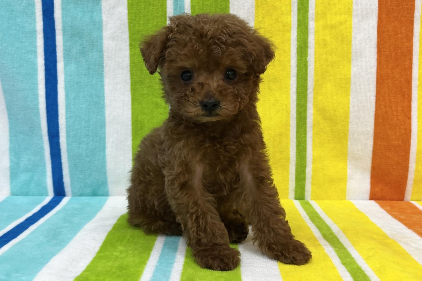 愛知県のトイプードル(タイニー) (ハピースペット一宮三条アミーゴ店/2025年10月27日生まれ/男の子/レッド)の子犬の1枚目の画像