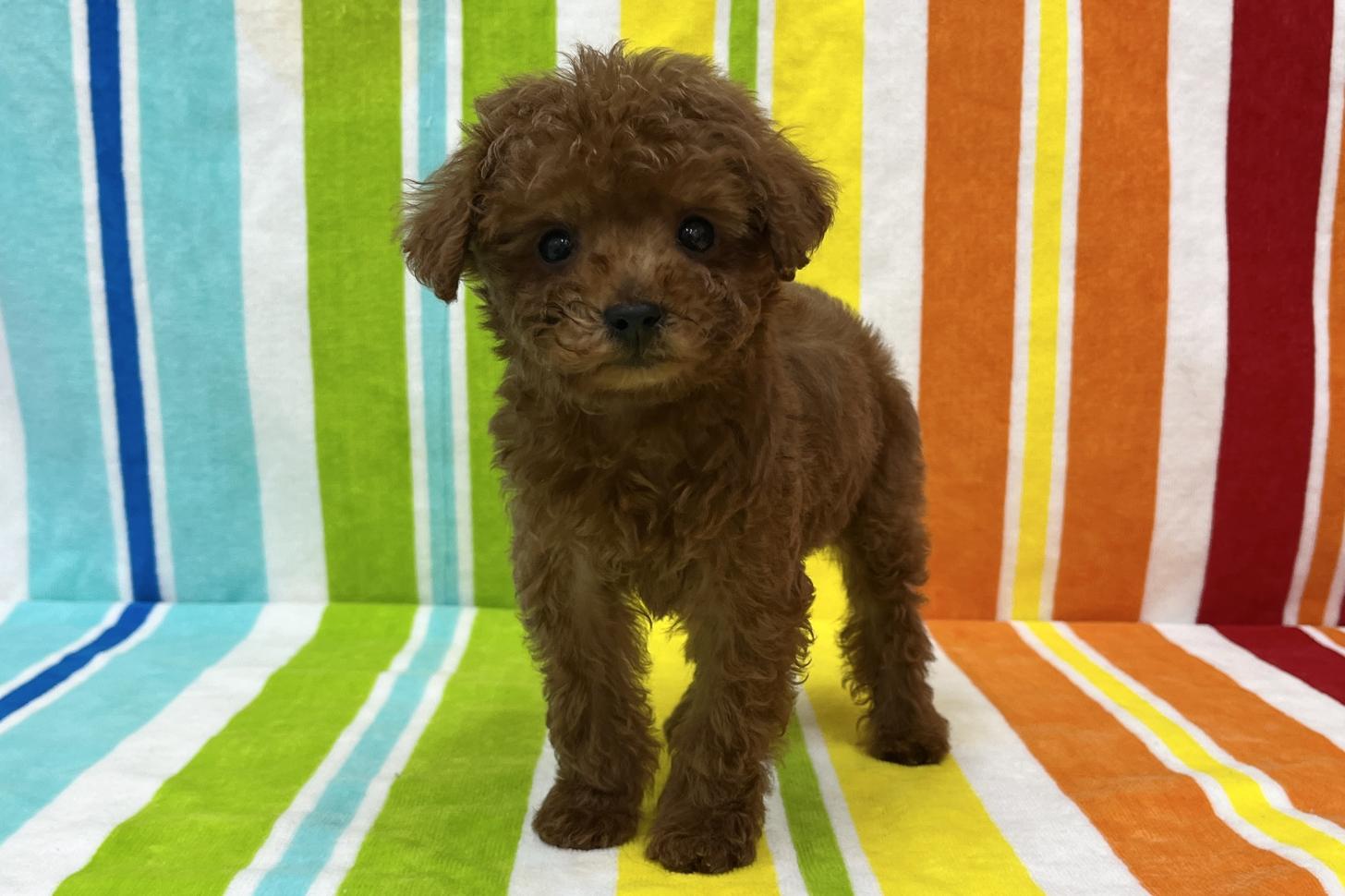 愛知県のトイプードル(タイニー) (ハピースペット一宮三条アミーゴ店/2025年10月27日生まれ/男の子/レッド)の子犬の3枚目の画像