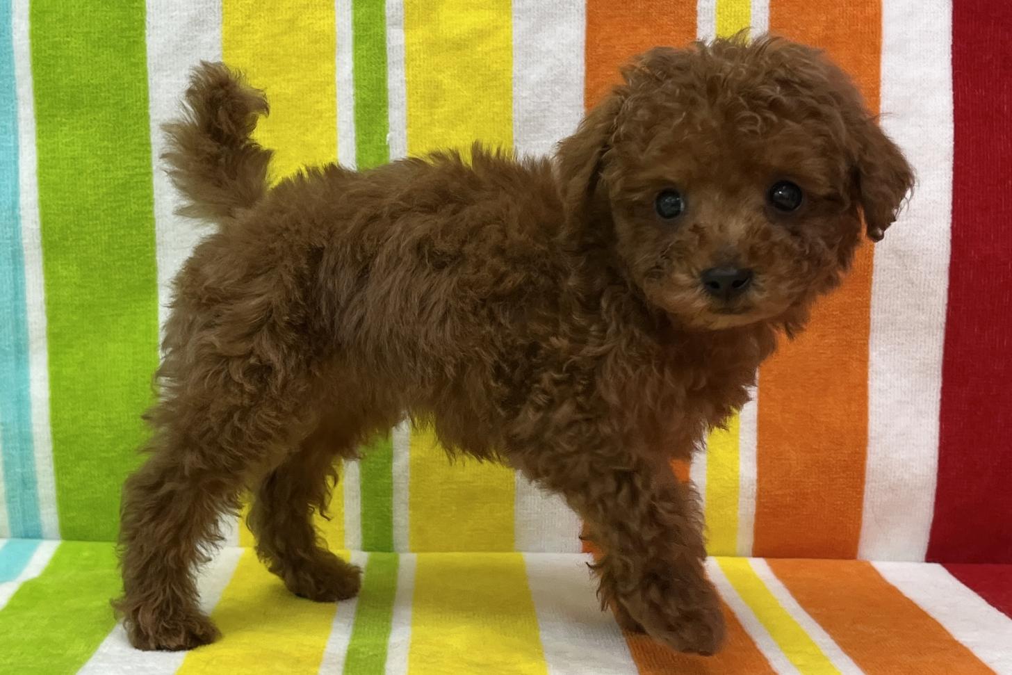 愛知県のトイプードル(タイニー) (ハピースペット一宮三条アミーゴ店/2025年10月27日生まれ/男の子/レッド)の子犬の4枚目の画像