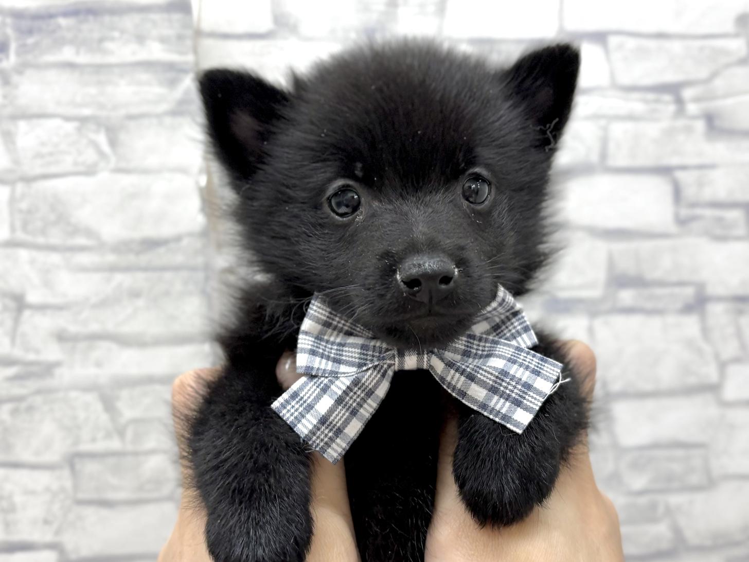 東京都のスキッパーキ (ディスワン若葉台店/2025年3月9日生まれ/男の子/ブラック)の子犬