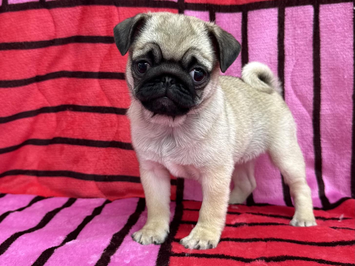 愛知県のパグ (ハピースペット春日井アミーゴ店/2025年10月30日生まれ/女の子/フォーン)の子犬の1枚目の画像