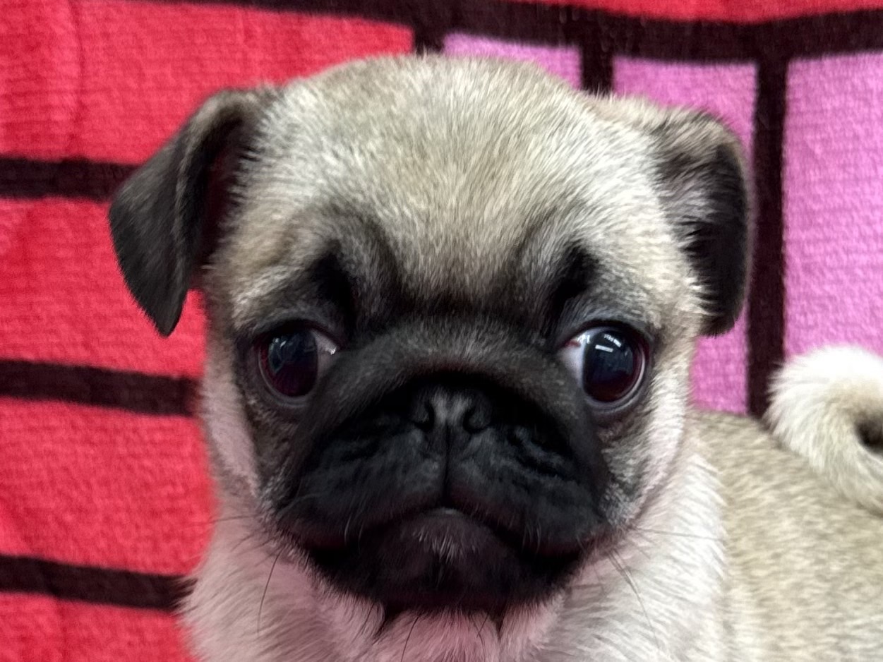 愛知県のパグ (ハピースペット春日井アミーゴ店/2025年10月30日生まれ/女の子/フォーン)の子犬の2枚目の画像