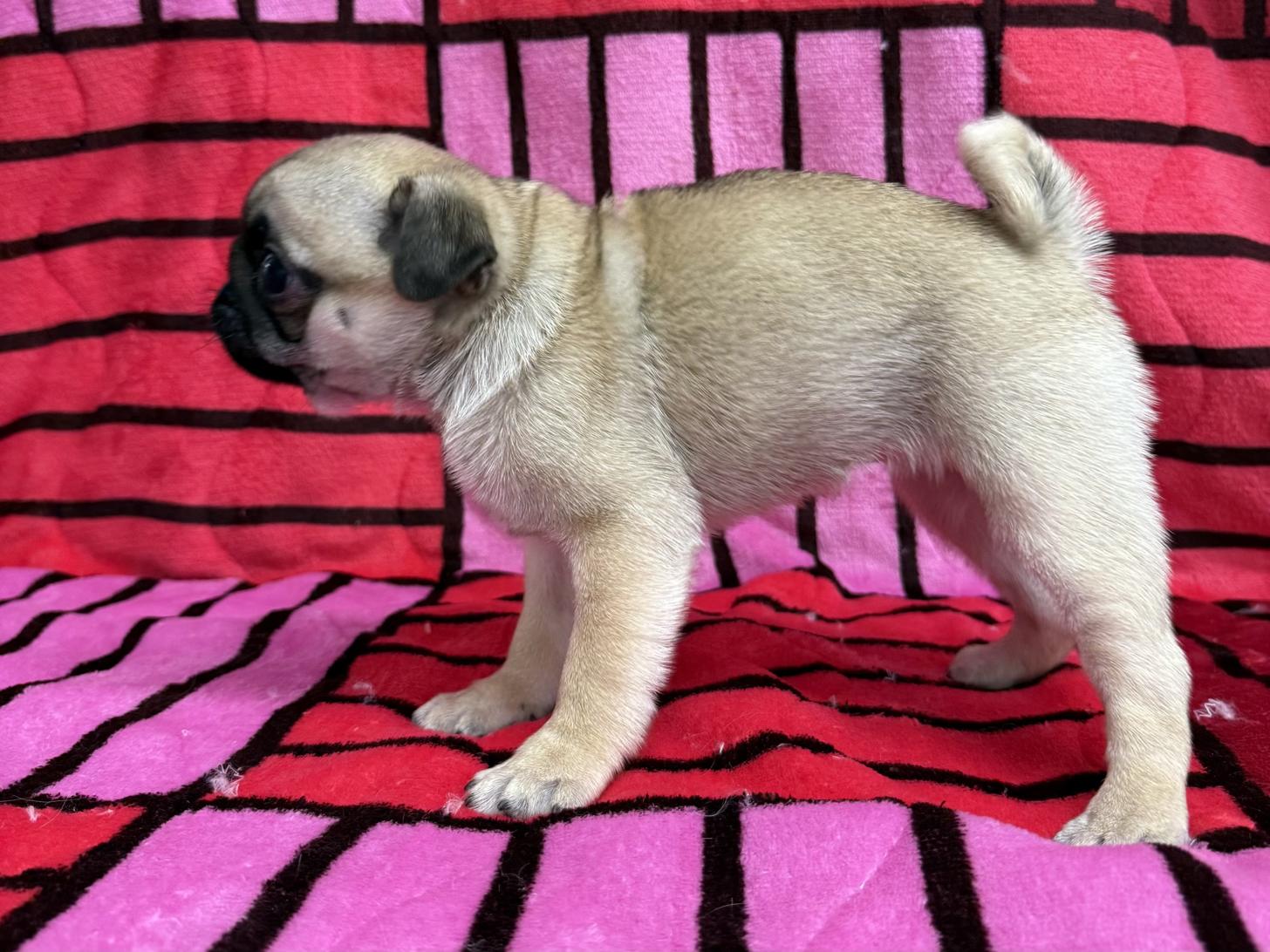 愛知県のパグ (ハピースペット春日井アミーゴ店/2025年10月30日生まれ/女の子/フォーン)の子犬の3枚目の画像