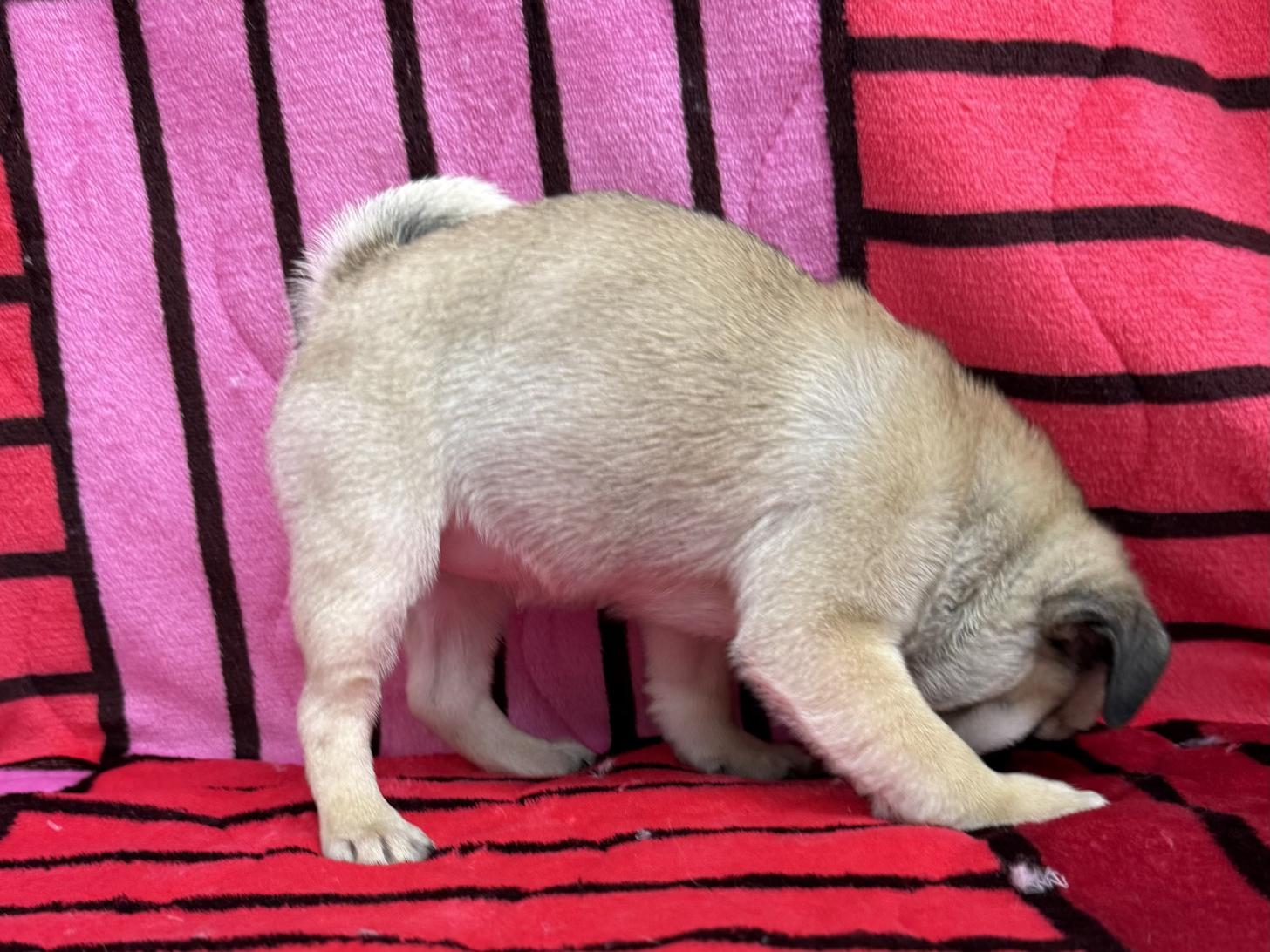 愛知県のパグ (ハピースペット春日井アミーゴ店/2025年10月30日生まれ/女の子/フォーン)の子犬の4枚目の画像