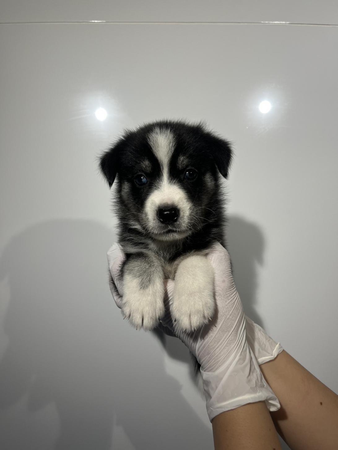 埼玉県のハーフ犬・ミックス犬 (ペッツスマイル加須インター店/2026年7月3日生まれ/女の子/ブラックホワイト)の子犬の1枚目の画像