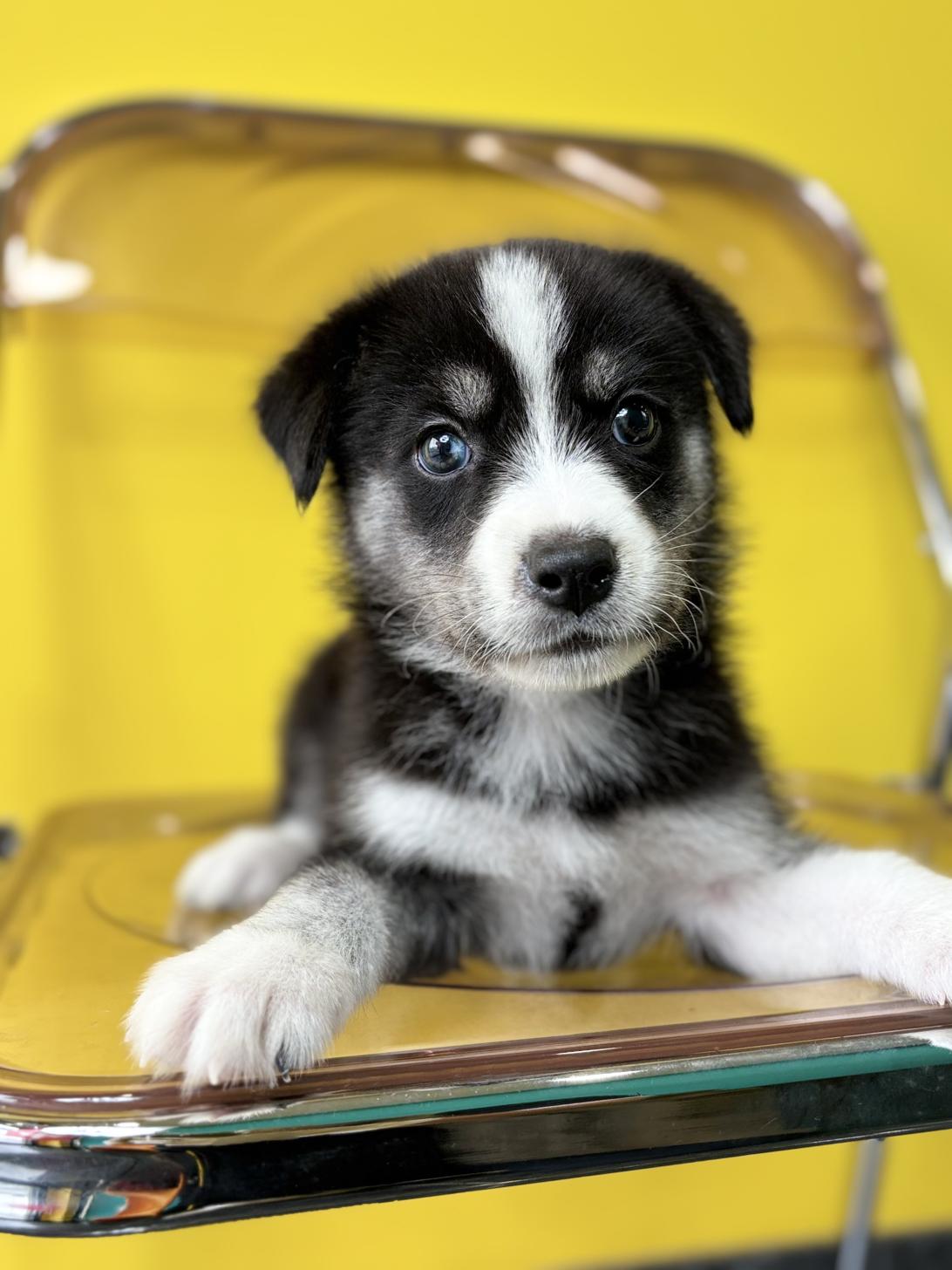 埼玉県のハーフ犬・ミックス犬 (ペッツスマイル加須インター店/2026年7月3日生まれ/女の子/ブラックホワイト)の子犬の1枚目の画像