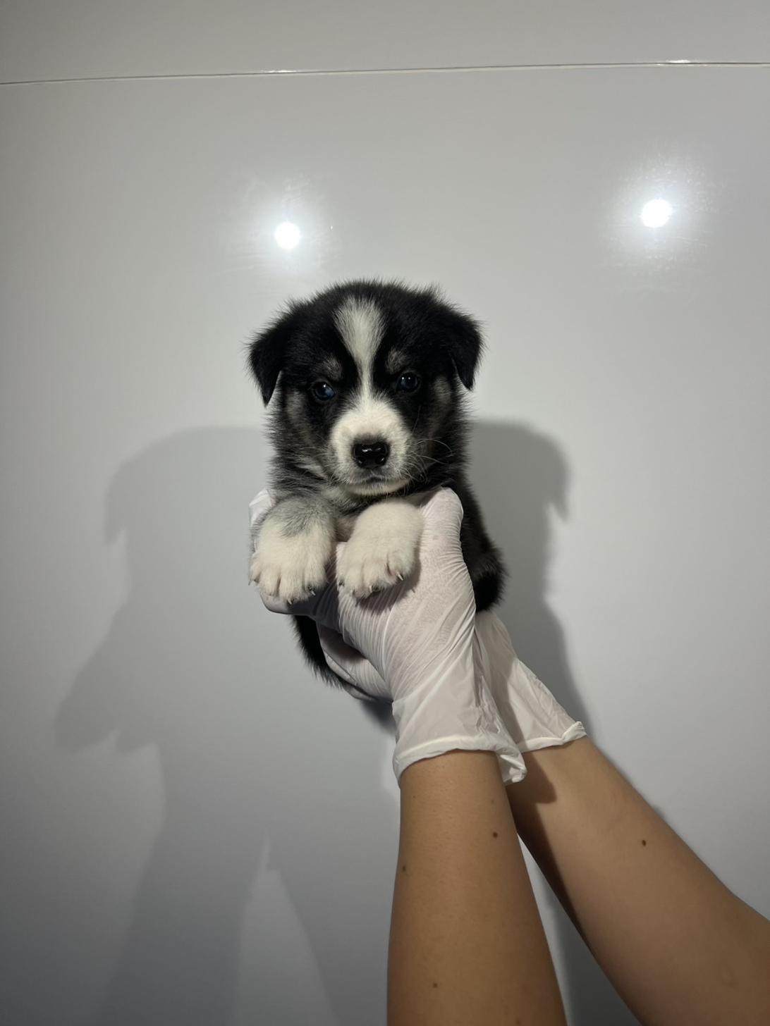 埼玉県のハーフ犬・ミックス犬 (ペッツスマイル加須インター店/2026年7月3日生まれ/女の子/ブラックホワイト)の子犬の2枚目の画像