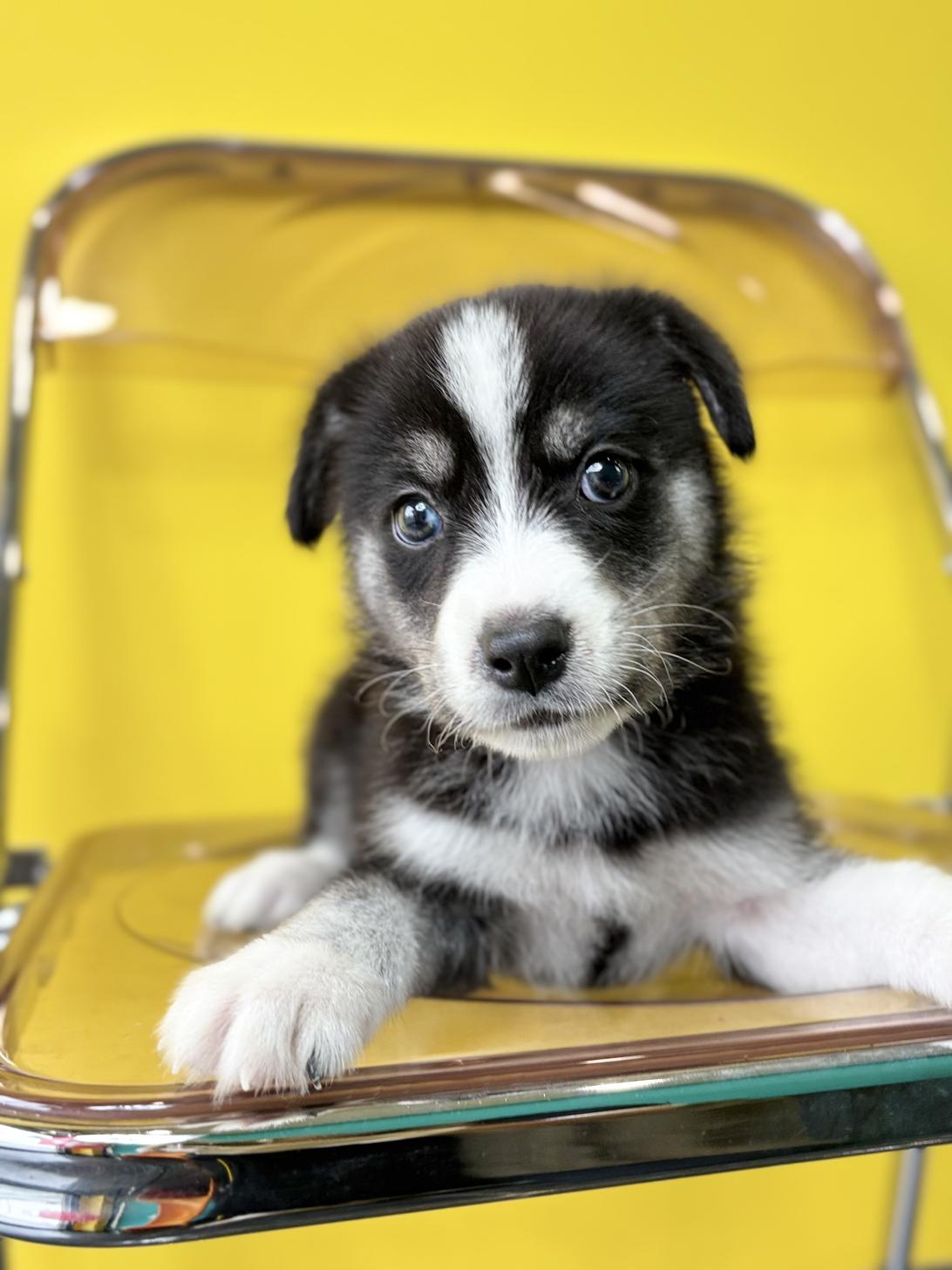 埼玉県のハーフ犬・ミックス犬 (ペッツスマイル加須インター店/2026年7月3日生まれ/女の子/ブラックホワイト)の子犬の2枚目の画像