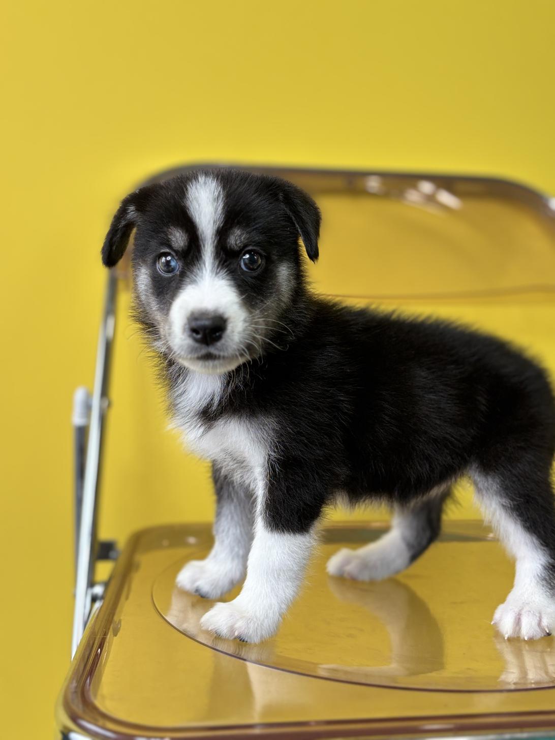 埼玉県のハーフ犬・ミックス犬 (ペッツスマイル加須インター店/2026年7月3日生まれ/女の子/ブラックホワイト)の子犬の3枚目の画像