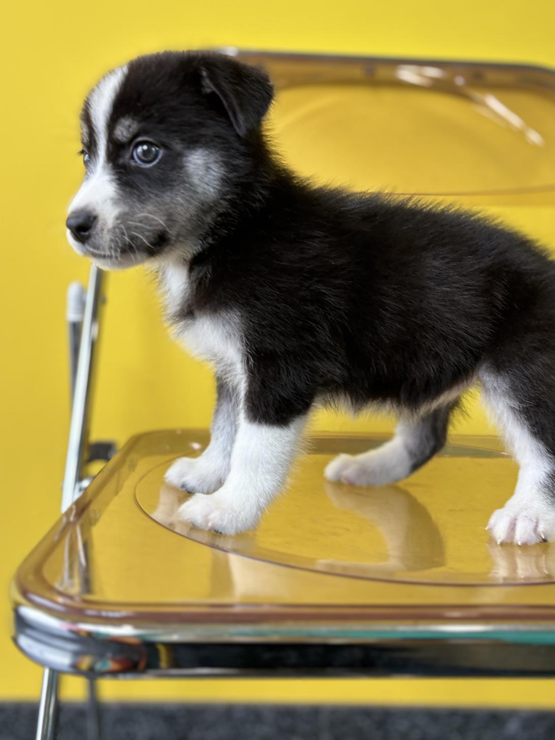 埼玉県のハーフ犬・ミックス犬 (ペッツスマイル加須インター店/2026年7月3日生まれ/女の子/ブラックホワイト)の子犬の4枚目の画像