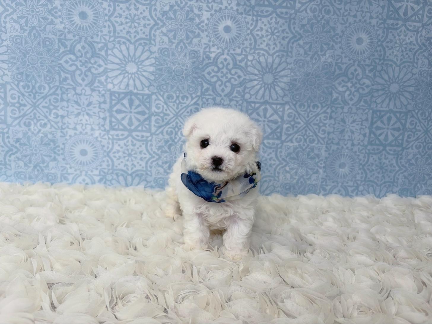 福岡県のビションフリーゼ (ぱぴぷぺっと福岡店/2026年2月13日生まれ/男の子/ホワイト)の子犬の1枚目の画像