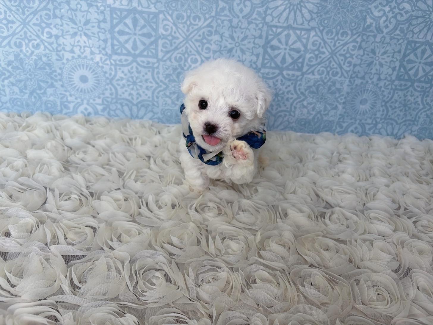 福岡県のビションフリーゼ (ぱぴぷぺっと福岡店/2026年2月13日生まれ/男の子/ホワイト)の子犬の2枚目の画像