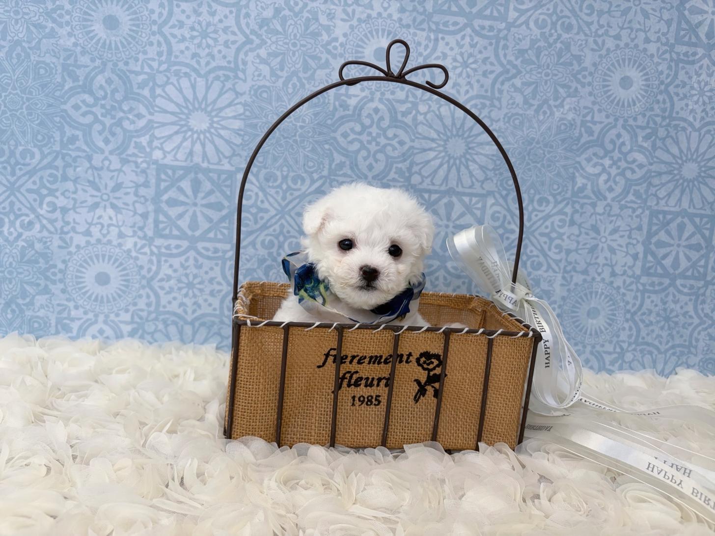 福岡県のビションフリーゼ (ぱぴぷぺっと福岡店/2026年2月13日生まれ/男の子/ホワイト)の子犬の3枚目の画像